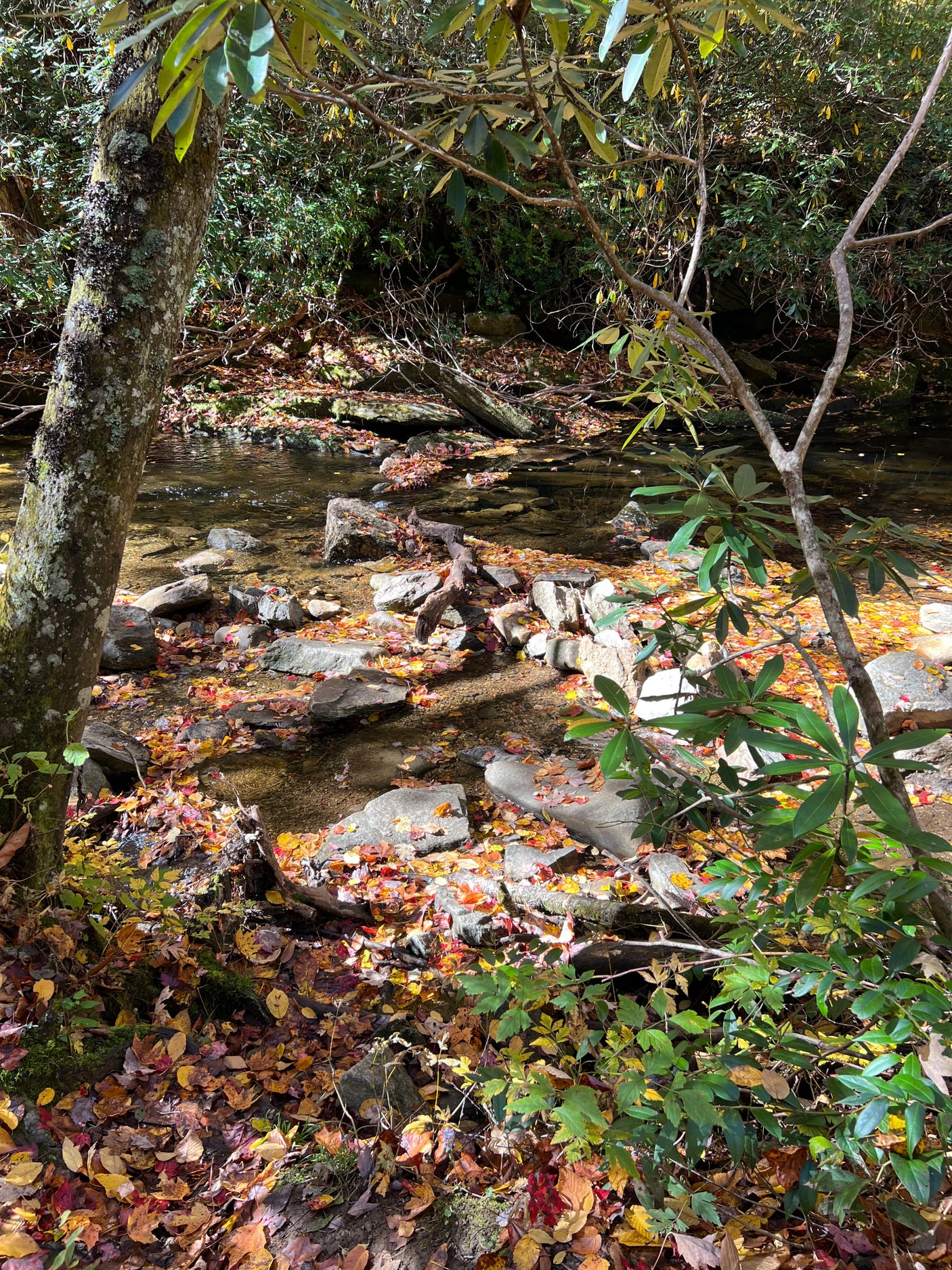 Tranquil fall stream with vibrant autumn leaves blanketing rocks and water. Experience nature's beauty on your next RV rental adventure.