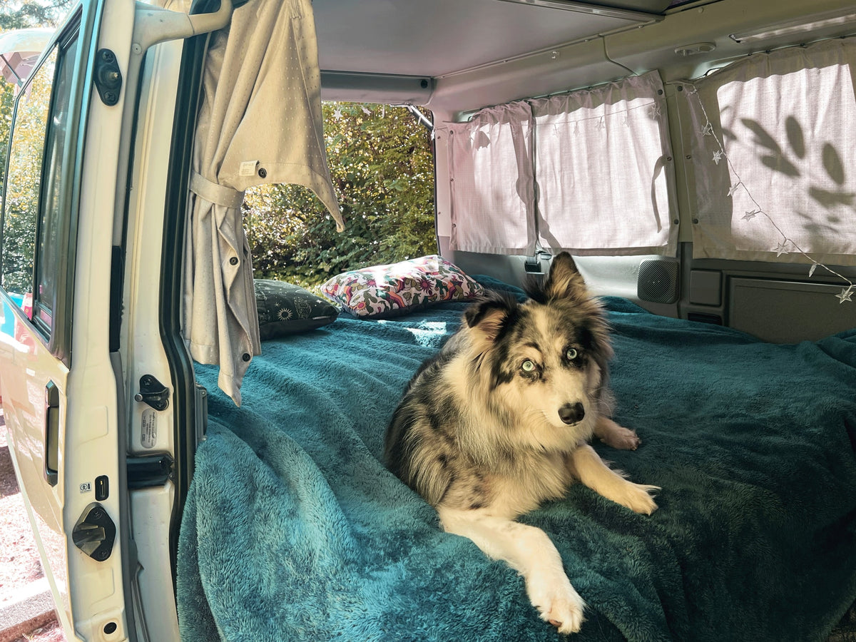  showing the cozy bed and organized storage inside for camping adventures.|Cozy RV rental interior with a striking-eyed dog on a plush teal blanket — photo 3