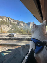 White dog enjoys majestic views of Yosemite's El Capitan from an RV rental window.