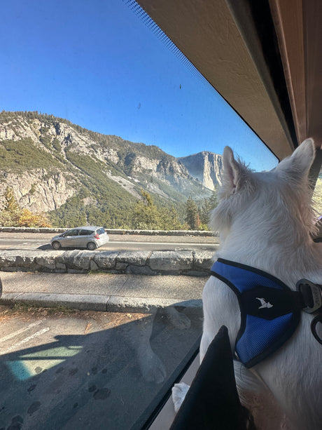 White dog enjoys majestic views of Yosemite's El Capitan from an RV rental window.