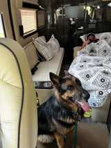 An RV rental interior shows a patient German Shepherd and a child engrossed in a tablet on a bed.