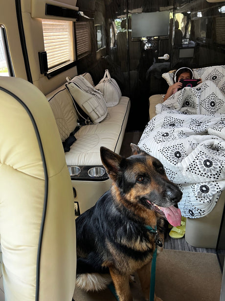 An RV rental interior shows a patient German Shepherd and a child engrossed in a tablet on a bed.