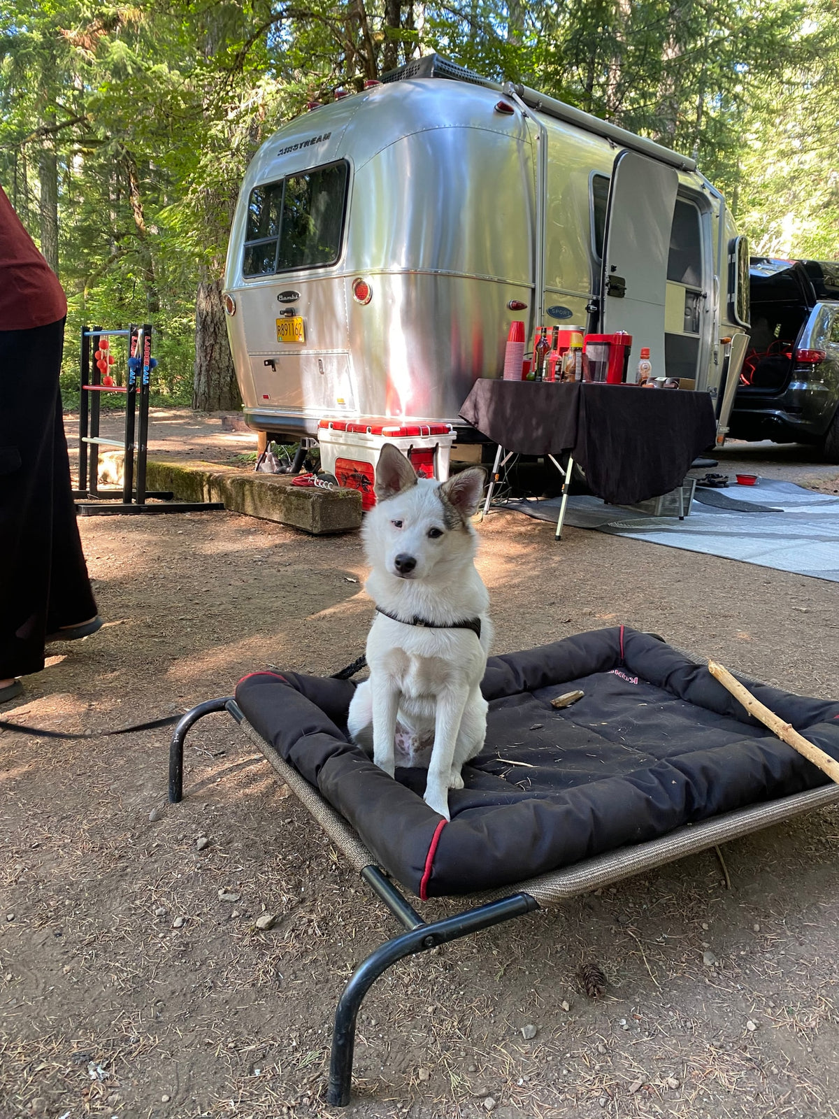 A happy white dog sits on its bed at a scenic rv rental campsite, featuring a shiny Airstream, outdoor table, and games. — photo 13