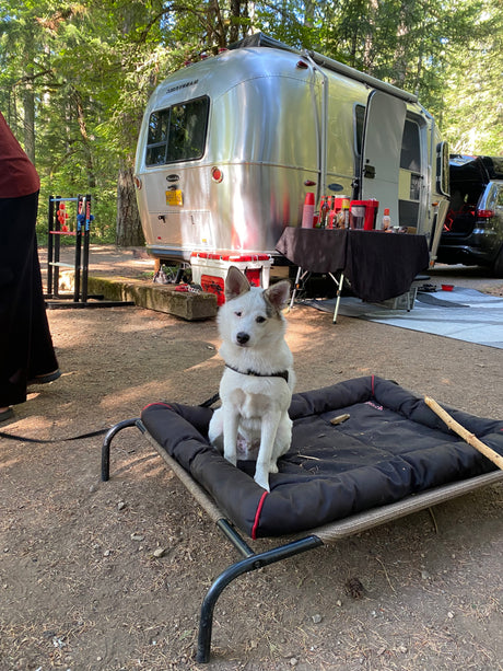 A happy white dog sits on its bed at a scenic rv rental campsite, featuring a shiny Airstream, outdoor table, and games.