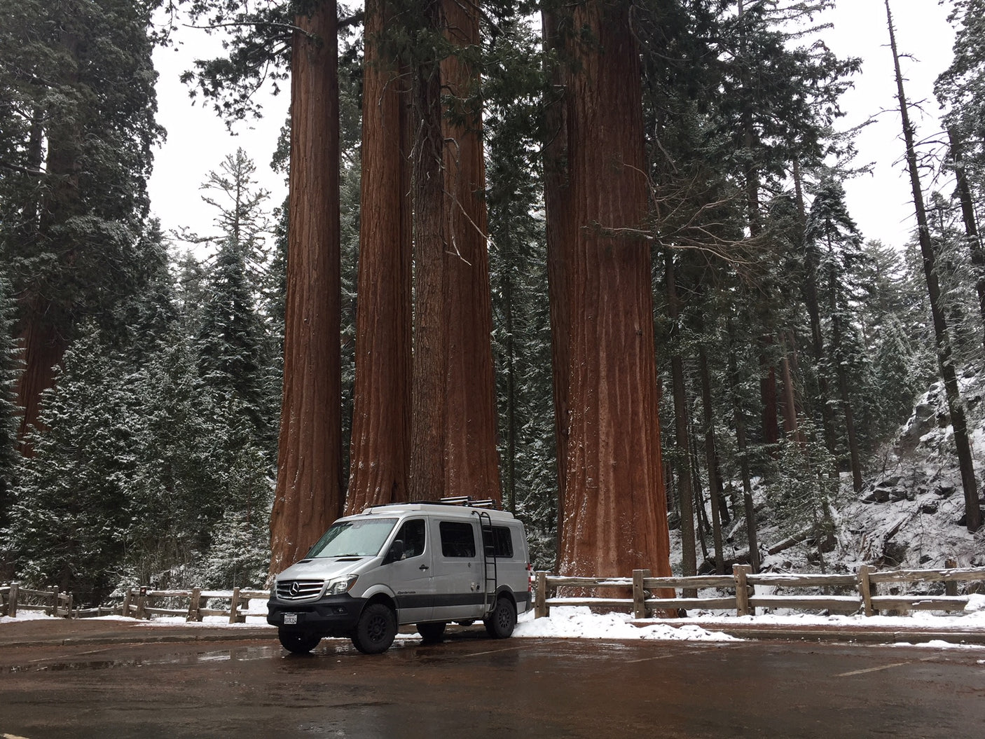 A silver RV rental van in a snowy parking lot, dwarfed by massive Giant Sequoia trees.
