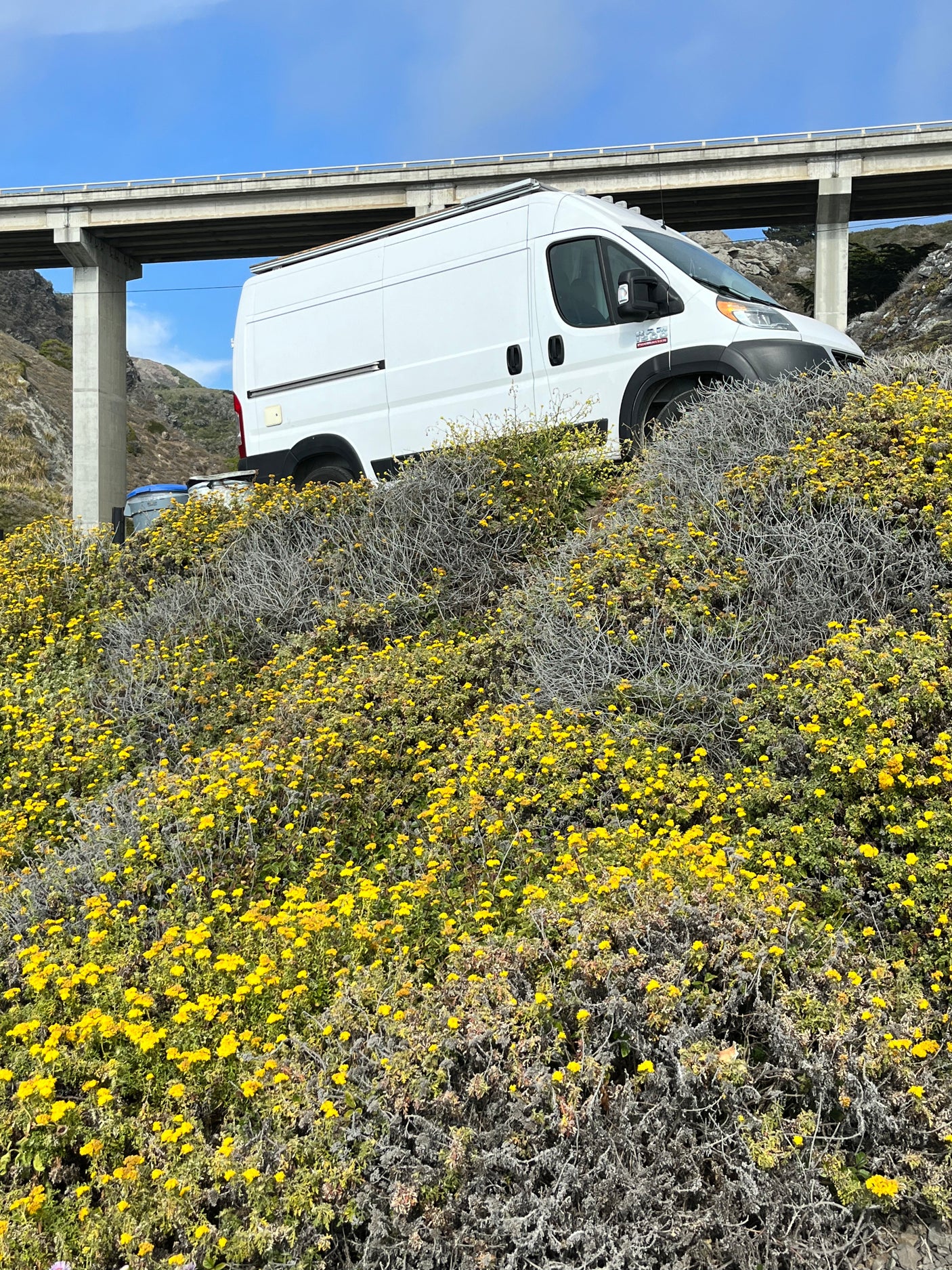 White RV rental van on a vibrant hillside covered in yellow wildflowers, with a large concrete bridge overhead.
