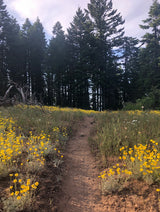 A winding dirt path through bright yellow wildflowers and tall forest trees. Your next RV rental adventure awaits!