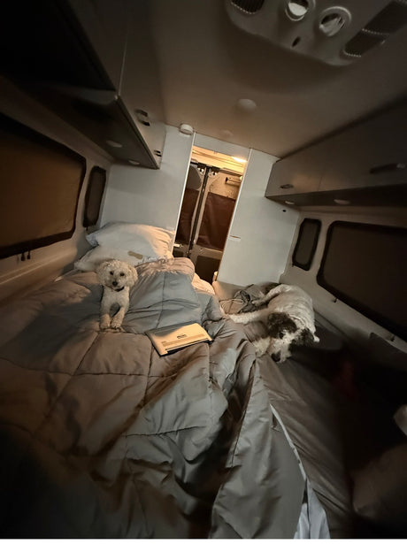 Cozy RV rental interior with two dogs on the bed—one white, one white/brown—and a laptop, ideal for pet-friendly travel.