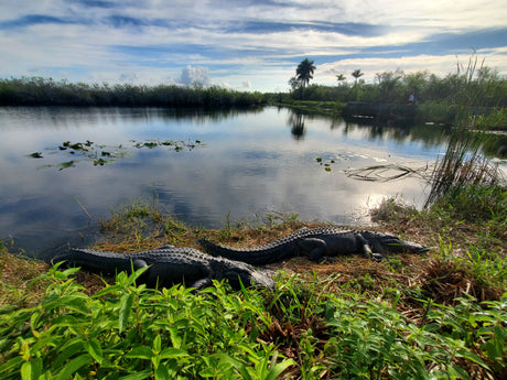 Discover wildlife on your RV rental journey: two alligators rest by a calm, reflective wetland, surrounded by lush plants.