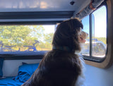 A happy dog gazes out the window of an RV rental, overlooking trees and bikes. Ideal for pet-friendly adventures!