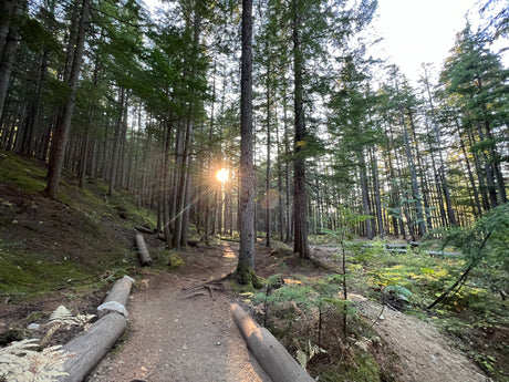 Sunny forest path through tall evergreen trees. An RV rental is perfect for exploring such natural hiking trails.