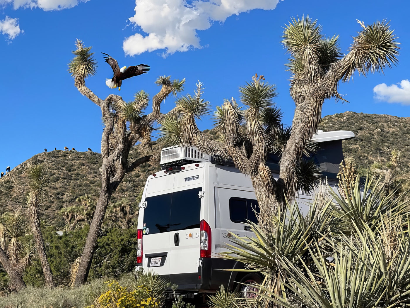 An RV rental van is parked among large Joshua trees in a desert landscape. A bald eagle flies overhead, with mountains in the background. — photo 2