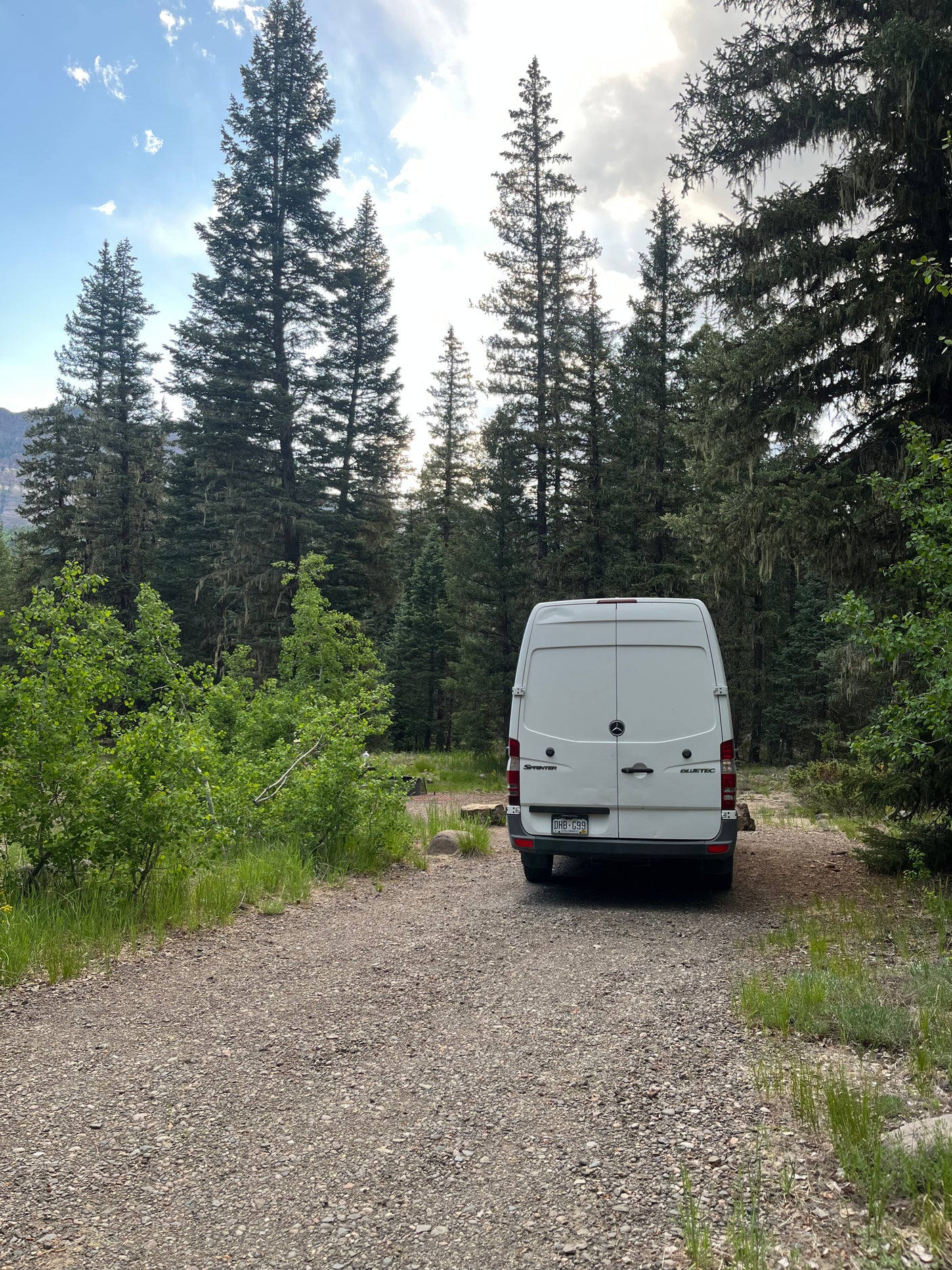 White Sprinter RV rental van parked on a gravel path in a lush forest, surrounded by tall pine trees and green foliage.