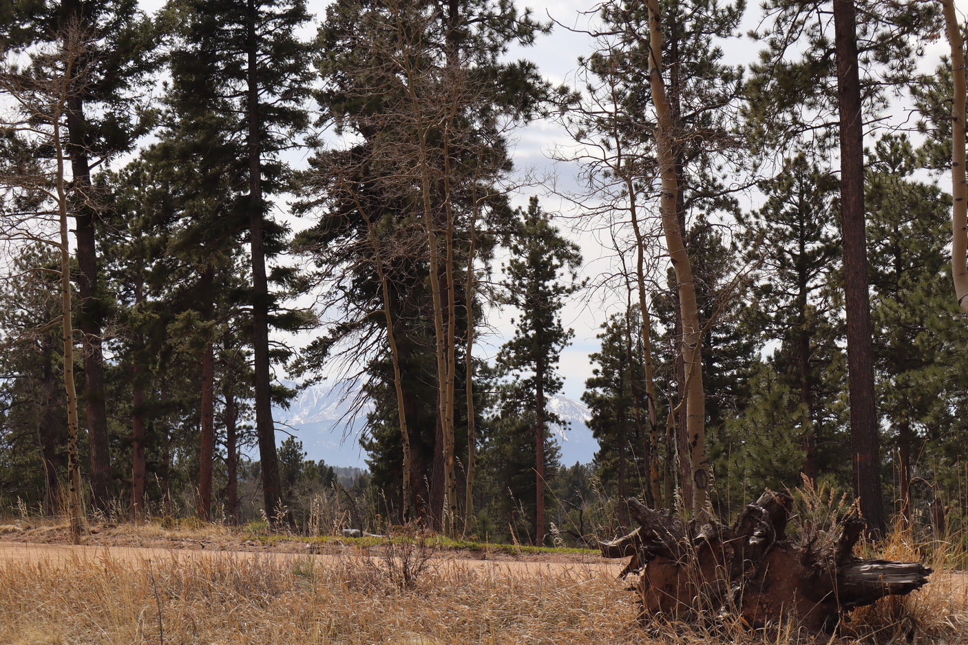 Scenic forest with pine and aspen trees, dry grass, and a distant snow-capped mountain, perfect for your next RV rental adventure.