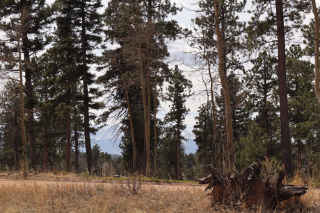 Scenic forest with pine and aspen trees, dry grass, and a distant snow-capped mountain, perfect for your next RV rental adventure.