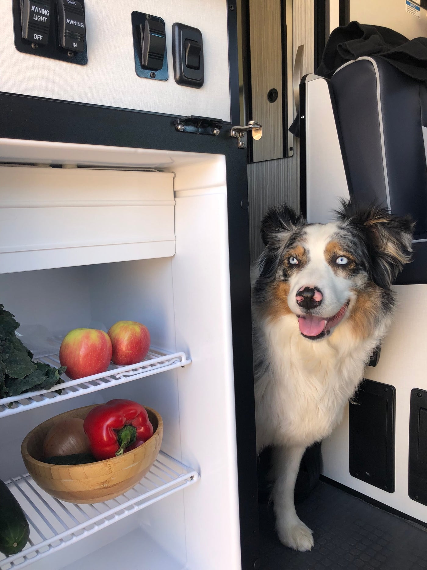 Happy dog in an RV rental peeking from a fridge full of fresh apples, peppers, and greens. Ready for healthy travel! — photo 5