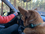 Scenic RV rental drive: Person at wheel, dog in passenger seat, navigating a winding forest road.