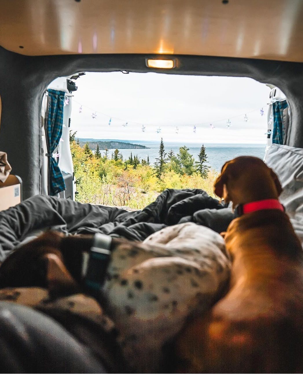 Inside an RV rental: two dogs gaze out at a serene lake, autumn trees, & distant land from a cozy bed. — photo 2