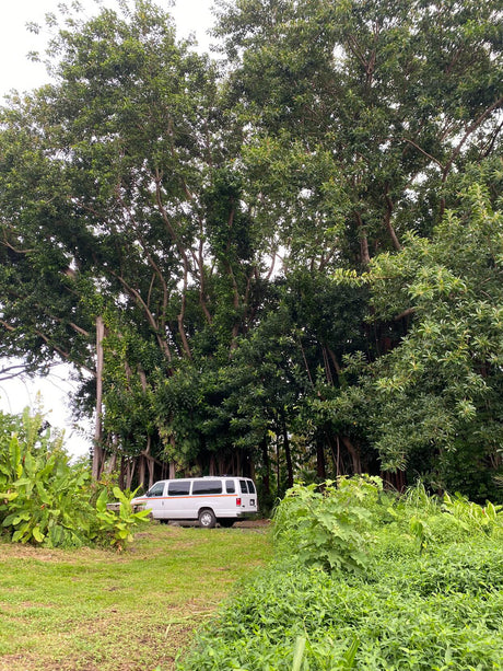 White rv rental van parked beneath grand trees with hanging roots, amidst dense green foliage.