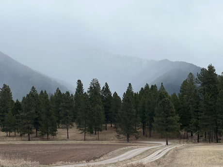 Explore nature's beauty with an RV rental! Misty mountains, tall trees, and a winding dirt road in a quiet valley.