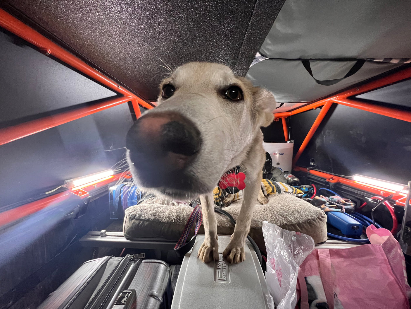 Close-up of a happy dog overseeing the packed interior of an RV rental, with lights, luggage, and pet gear ready for travel.