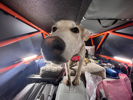 Close-up of a happy dog overseeing the packed interior of an RV rental, with lights, luggage, and pet gear ready for travel.