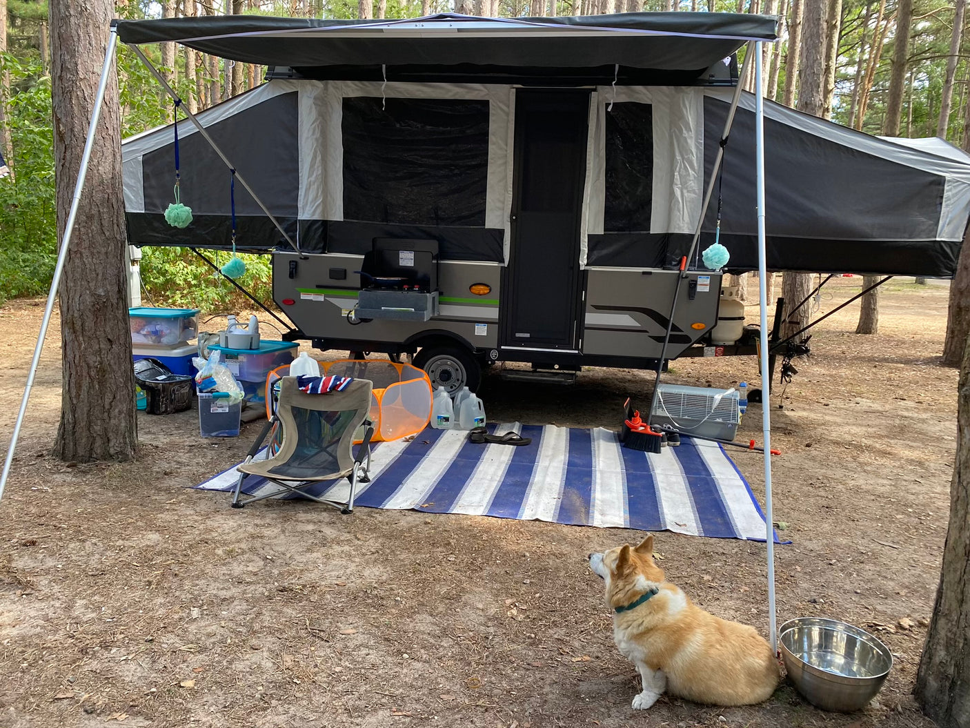 Perfect campsite setup! This RV rental, a pop-up camper, has an awning, camping gear, and a happy dog enjoying the outdoors.