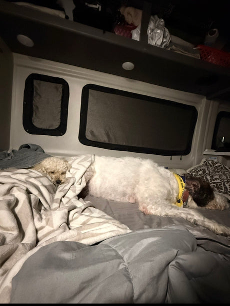 Cozy RV rental adventure: Two dogs sleeping soundly in a comfy bed inside the camper van, one tucked under a blanket.