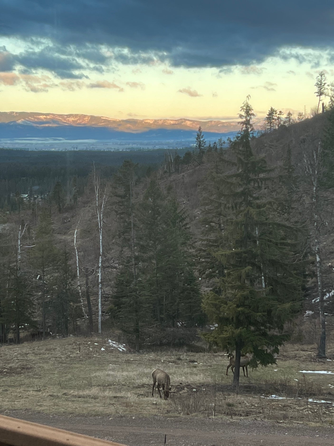 Two elk graze amidst a vast forest, framed by snow-capped mountains and dramatic skies. Plan your RV rental nature getaway!