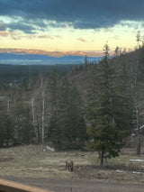 Two elk graze amidst a vast forest, framed by snow-capped mountains and dramatic skies. Plan your RV rental nature getaway!