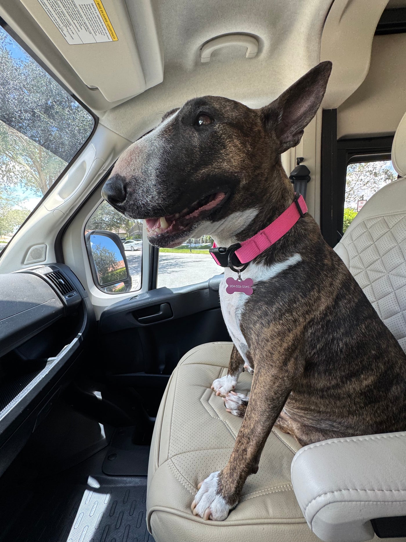 Happy brindle Bull Terrier in RV rental, enjoying the view from the passenger seat. — photo 16