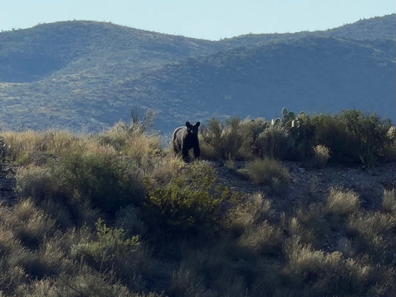  ready for a camping adventure.|A black bear stands on a desert hillside. Imagine this wildlife view from your next RV rental adventure!|This RV rental interior features a cozy bedroom on the left — photo 8