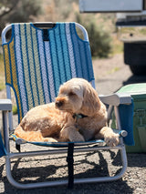 Happy dog relaxing on a camp chair outdoors at an RV rental campsite. Perfect pet-friendly travel!