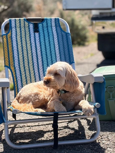 Happy dog relaxing on a camp chair outdoors at an RV rental campsite. Perfect pet-friendly travel!