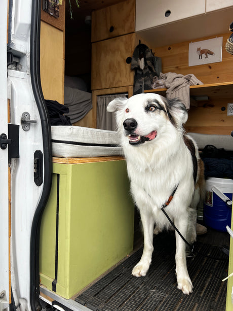 Our RV rental includes furry friends! Happy white and black dog inside a cozy camper van with custom wood interior.