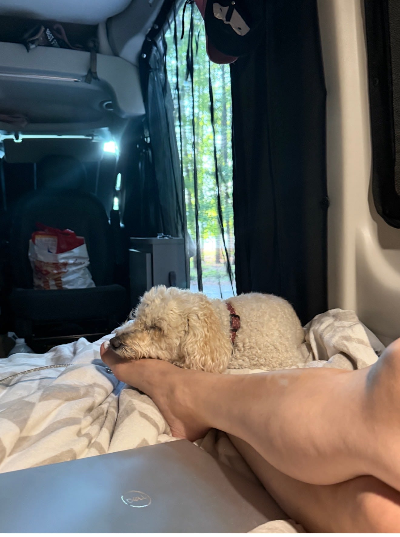 A fluffy dog naps on a person's leg inside a cozy RV rental. Laptop visible, with trees through a mesh window in the background.
