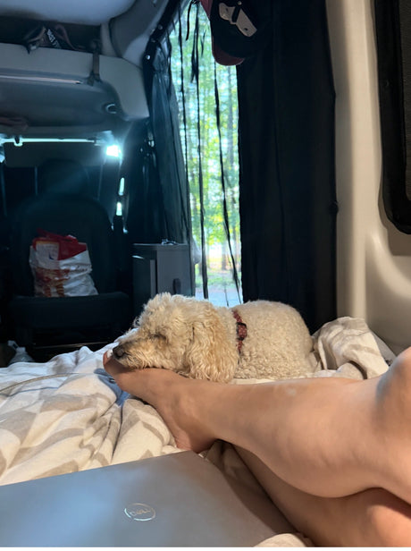 A fluffy dog naps on a person's leg inside a cozy RV rental. Laptop visible, with trees through a mesh window in the background.