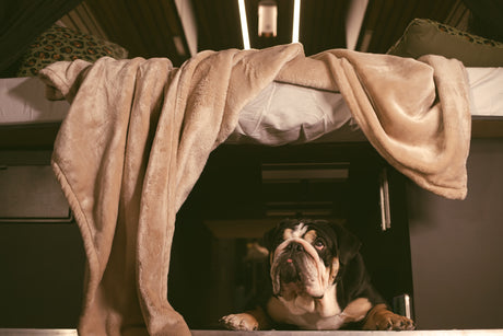 A cute bulldog peeking from under a cozy beige blanket on an RV rental bunk bed.