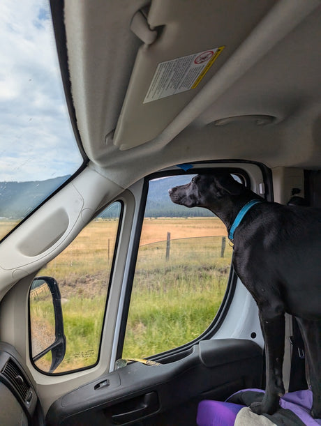 A black dog in an RV rental looks out at fields and mountains, enjoying the scenic road trip view.